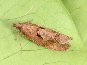 Epinotia sordidana Hb. adulte - �Philippe Mothiron
