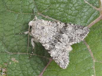 Antitype suda Gey. adulte - �Philippe Mothiron