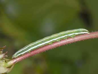  Chenille de Antitype suda Gey. - �Philippe Mothiron