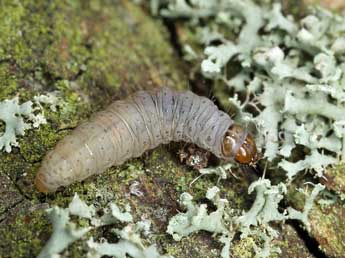  Chenille de Epinotia tenerana D. & S. - �Patrick Clement