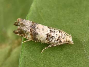 Thiodia trochilana Fr�l. adulte - �Philippe Mothiron