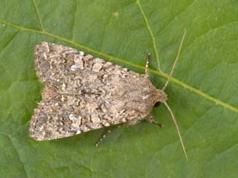 Sideridis turbida Esp. adulte - �Philippe Mothiron