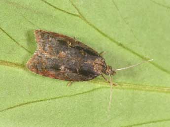 Acleris umbrana Hb. adulte - �Philippe Mothiron