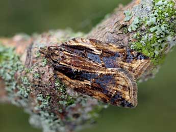 Acleris umbrana Hb. adulte - �Patrick Clement