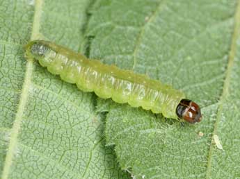  Chenille de Acleris umbrana Hb. - �Patrick Clement