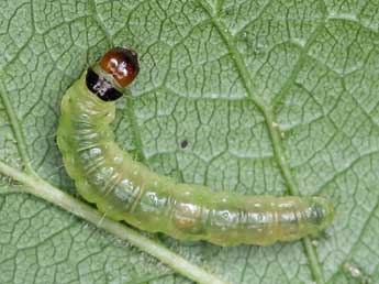  Chenille de Acleris umbrana Hb. - �Patrick Clement