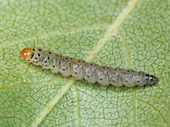  Chenille de Ancylis uncella D. & S. - �Patrick Clement