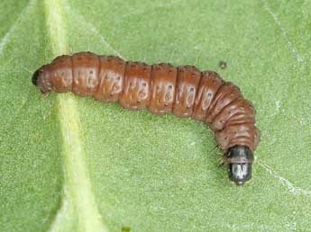  Chenille de Orthotaenia undulana D. & S. - �Patrick Clement