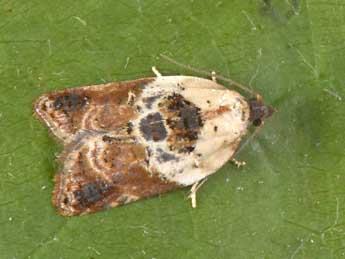 Acleris variegana D. & S. adulte - �Philippe Mothiron