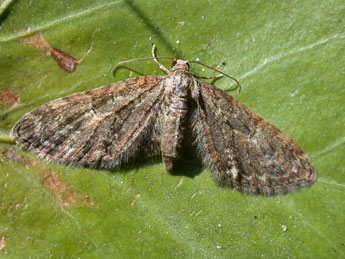 Eupithecia abbreviata Stph. adulte - ©Philippe Mothiron