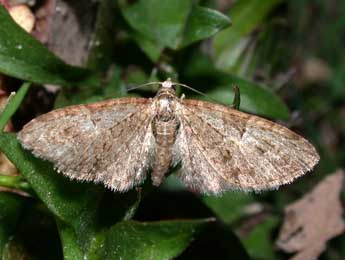 Eupithecia abbreviata Stph. adulte - ©Philippe Mothiron