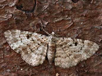 Eupithecia abietaria Gze adulte - ©Daniel Morel