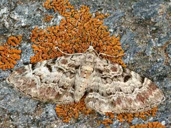 Eupithecia abietaria Gze adulte - ©Daniel Morel