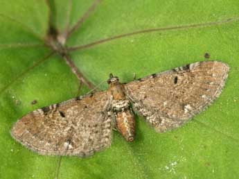 Eupithecia absinthiata Cl. adulte - ©Daniel Morel