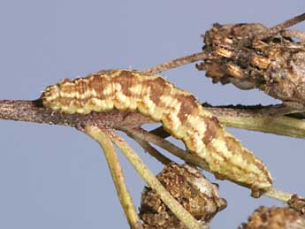  Chenille de Eupithecia absinthiata Cl. - ©Lionel Taurand