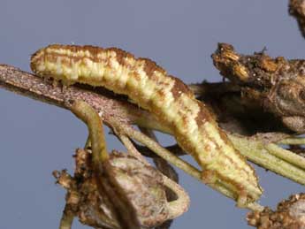  Chenille de Eupithecia absinthiata Cl. - ©Lionel Taurand