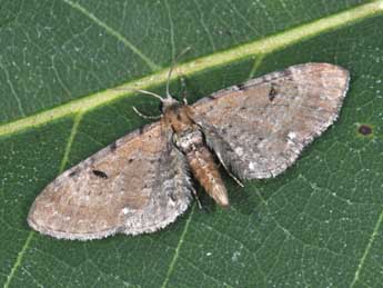 Eupithecia absinthiata Cl. adulte - ©Philippe Mothiron