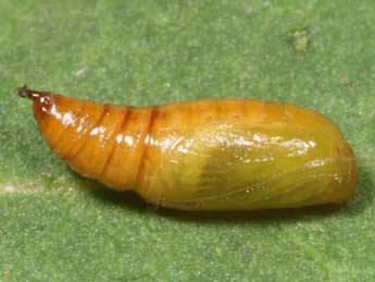  Chrysalide de Eupithecia absinthiata Cl. - Lionel Taurand