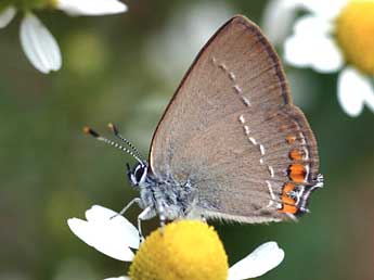 Satyrium acaciae F. adulte - ©Daniel Morel