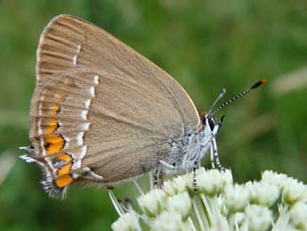 Satyrium acaciae F. adulte - Jean-Pierre Arnaud