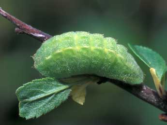  Chenille de Satyrium acaciae F. - Tristan Lafranchis