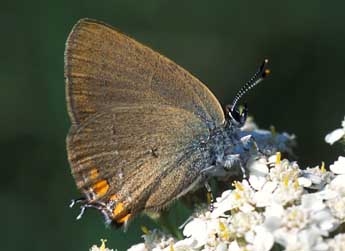 Satyrium acaciae F. adulte - Tristan Lafranchis