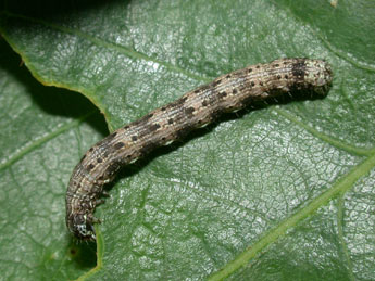  Chenille de Alsophila aceraria D. & S. - Philippe Mothiron