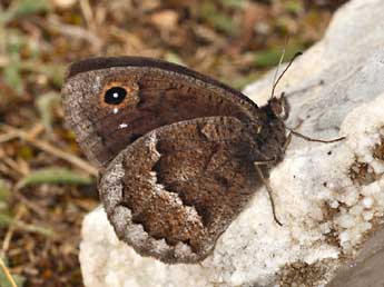 Satyrus actaea Esp. adulte - Daniel Morel