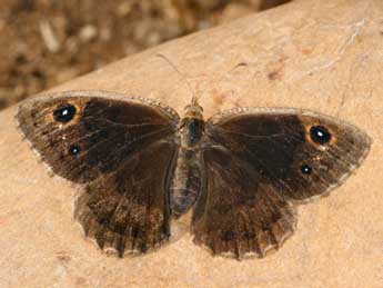 Satyrus actaea Esp. adulte - Daniel Morel