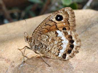 Satyrus actaea Esp. adulte - Daniel Morel