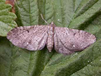 Eupithecia actaeata Walderdorff adulte - ©Claude Tautel