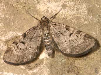 Eupithecia actaeata Walderdorff adulte - ©Lionel Taurand