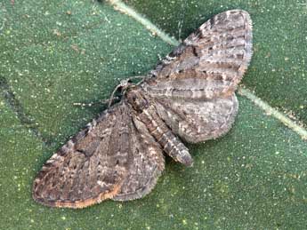 Eupithecia actaeata Walderdorff adulte - ©Daniel Morel