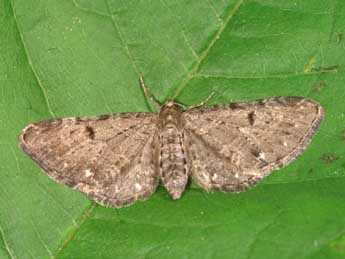 Eupithecia actaeata Walderdorff adulte - ©Lionel Taurand