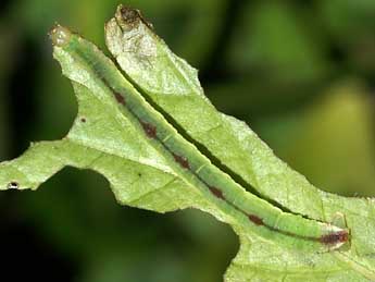  Chenille de Eupithecia actaeata Walderdorff - Lionel Taurand