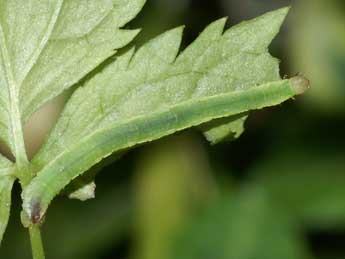  Chenille de Eupithecia actaeata Walderdorff - ©Lionel Taurand