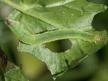  Chenille de Eupithecia actaeata Walderdorff - Lionel Taurand