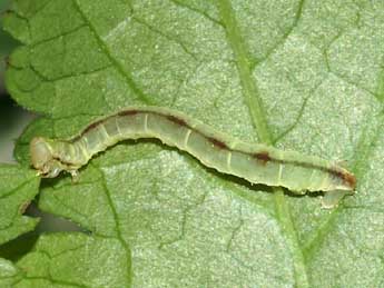  Chenille de Eupithecia actaeata Walderdorff - Lionel Taurand