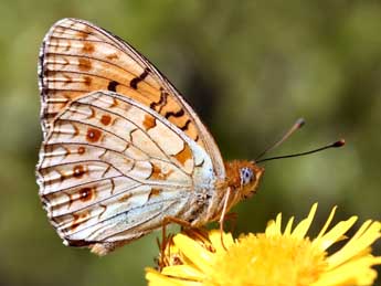 Fabriciana niobe L. adulte - ©Daniel Morel