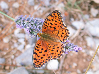 Fabriciana adippe D. & S. adulte - Philippe Mothiron