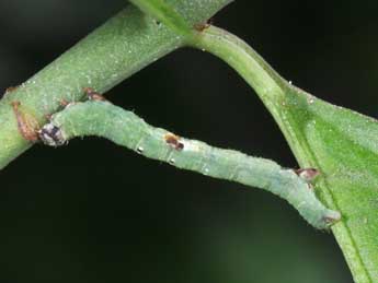  Chenille de Ligdia adustata D. & S. - ©Philippe Mothiron