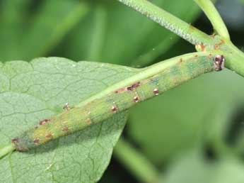  Chenille de Ligdia adustata D. & S. - Philippe Mothiron