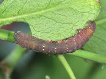  Chenille de Ligdia adustata D. & S. - ©Philippe Mothiron