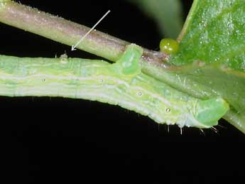  Chenille de Alsophila aescularia D. & S. - Philippe Mothiron