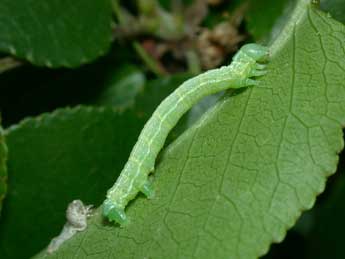  Chenille de Alsophila aescularia D. & S. - Philippe Mothiron