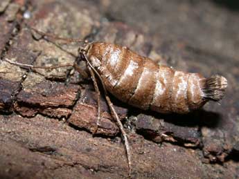 Alsophila aescularia D. & S. adulte - Philippe Mothiron