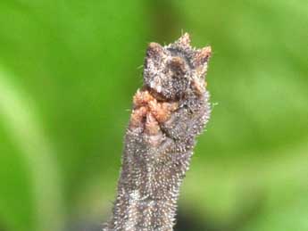  Chenille de Hemithea aestivaria Hb. - Philippe Mothiron