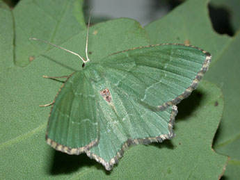 Hemithea aestivaria Hb. adulte - ©Philippe Mothiron