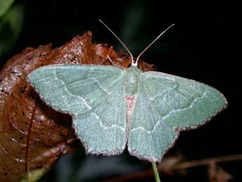 Hemithea aestivaria Hb. adulte - Philippe Mothiron