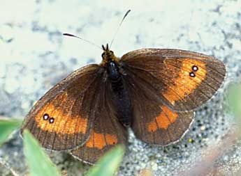 Erebia aethiopellus Hoffmsg adulte - Tristan Lafranchis